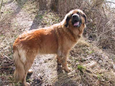 Dolly Wanja von Cueva de Leones