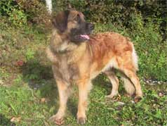 Santana vom Dreiburgenland