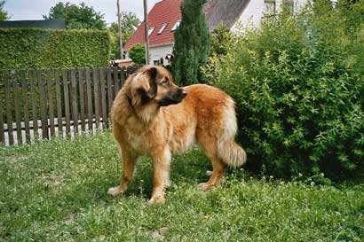 Dolly Wanja von Cueva de Leones