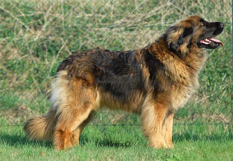Apanaci von der Aigner Oberm�hle