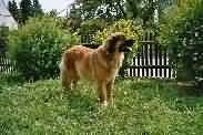 Dolly Wanja von Cueva de Leones