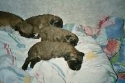 Welpenbilder der 1-2 Woche