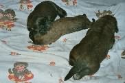 Welpenbilder der 1-2 Woche