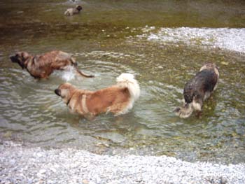 am_lech_0009_0006
