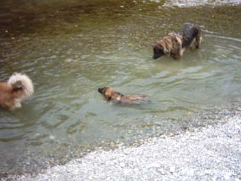 am_lech_0009_0010