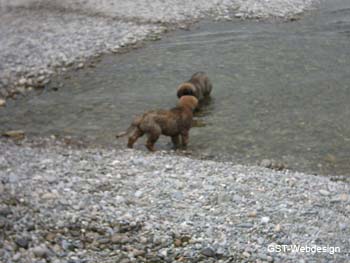 am_lech_0009_0012