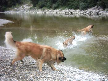 am_lech_0009_0039