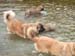 am_lech_0009_0005