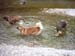 am_lech_0009_0006
