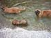 am_lech_0009_0008
