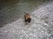 am_lech_0009_0011