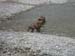 am_lech_0009_0012