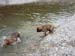 am_lech_0009_0018