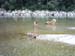 am_lech_0009_0020