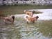 am_lech_0009_0026
