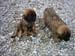 am_lech_0009_0028
