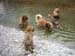 am_lech_0009_0032