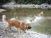 am_lech_0009_0039