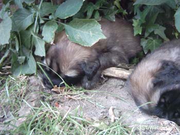 dolly_welpen_0006_0000