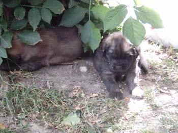 dolly_welpen_0006_0003