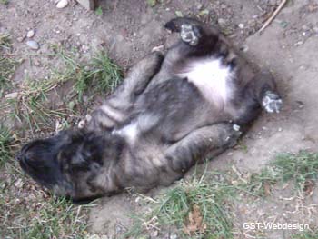 dolly_welpen_0006_0004