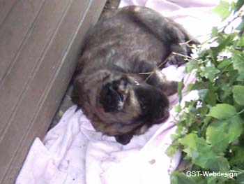 dolly_welpen_0006_0006
