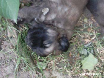 dolly_welpen_0006_0009