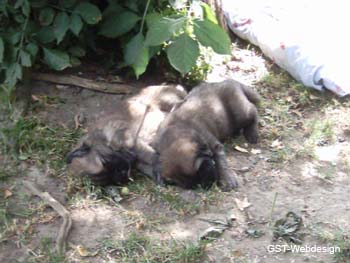 dolly_welpen_0006_0010