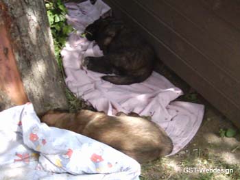 dolly_welpen_0006_0011