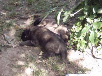 dolly_welpen_0006_0012