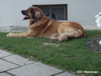 dolly_welpen_0006_0013