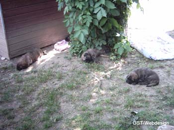 dolly_welpen_0006_0014