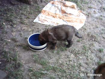 dolly_welpen_0006_0020