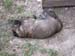 dolly_welpen_0006_0005