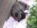 dolly_welpen_0006_0006