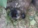 dolly_welpen_0006_0009