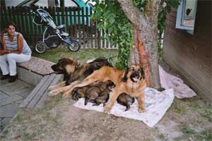 Eine traute Familie