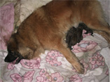 Perdita vom Dreiburgenland