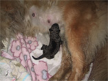 Perdita vom Dreiburgenland