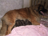 Perdita vom Dreiburgenland