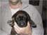 Bridger (T�rkis)