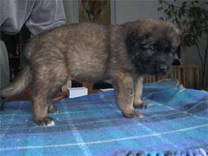 Braveheart of-lion-dream (Weisse Pfote)