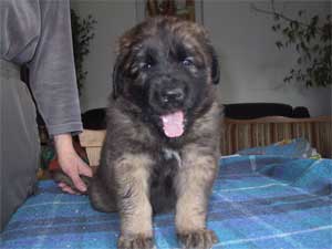 Braveheart of-lion-dream (Weisse Pfote)