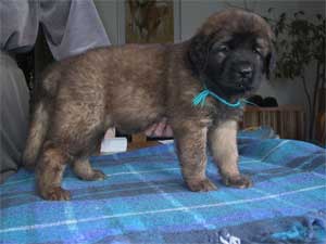 Bridger of-lion-dream (T�rkis)