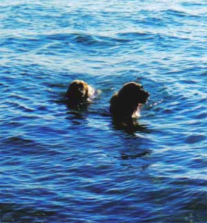 Foster und Belle Mystique of-lion-dream beim Schwimmen