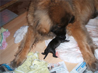 Perdy und ihre Babys