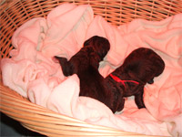 Perdy und ihre Babys