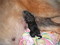 Perdy und ihre Babys