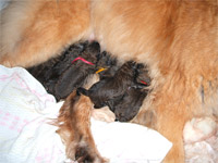 Perdy und ihre Babys