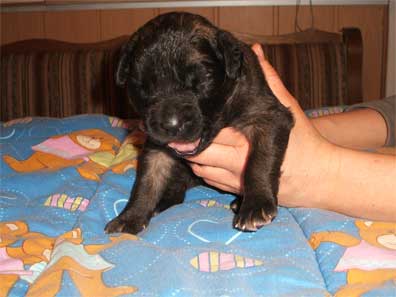 Dream come true Lilly Joy of-lion-dream (lila)